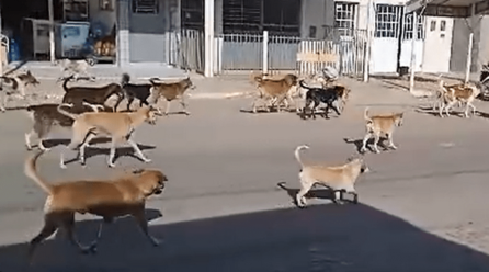 POPULAÇÃO RECLAMA DA GRANDE QUANTIDADE DE CACHORROS NAS RUAS DE SERRA TALHADA